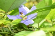 夢到養(yǎng)烏龜，寓意與感悟，夢到養(yǎng)烏龜，寓意與心靈感悟