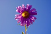 牡丹花園游戲注冊攻略，輕松入門，暢游花海！暢游牡丹花海，輕松注冊攻略，入門必備！