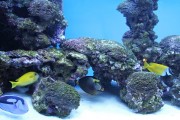 夢游深海之境——記一場巨大魚兒的夢境，夢游深海之境，巨大魚兒的夢境之旅