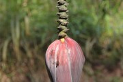 夢(mèng)到綠色的蛇，解讀夢(mèng)境中的神秘象征，綠色蛇的夢(mèng)境解讀，神秘象征的探索