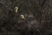 放飛夢想——我的風(fēng)箏之夢，放飛夢想，我的風(fēng)箏之夢