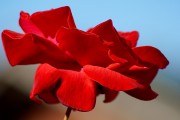 夢(mèng)中的花朵之舞，夢(mèng)舞花海，花朵之夢(mèng)的旋律