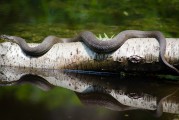 夢到魚死了，深邃的夢境與內(nèi)心的反思，夢境中的魚逝去，深邃的心靈反思