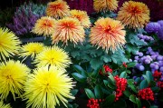 橙光游戲免費(fèi)獲得鮮花，一次意想不到的驚喜體驗(yàn)，橙光游戲中的鮮花交易，一次意想不到的游戲驚喜體驗(yàn)