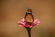 孕婦夢(mèng)中遇鼠，解讀與解析，孕婦夢(mèng)中遇鼠的解讀與解析