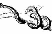 夢(mèng)魘之蛇，蛇咬手之謎，夢(mèng)魘之蛇，蛇咬手之謎的解析