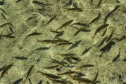 夢(mèng)中的水世界，魚(yú)群涌動(dòng)的奧秘，夢(mèng)中的水世界，魚(yú)群涌動(dòng)的奧秘之旅