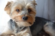 如何輕松注冊CKU，開啟你的犬類生涯，輕松開啟犬類生涯，CKU注冊指南
