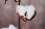 如何看待短纖期貨不能購(gòu)買(mǎi)的情況？背后的原因和影響是什么？