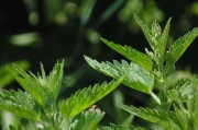 繽紛盆栽會員注冊攻略，輕松開啟綠色生活之旅，解鎖綠色生活，繽紛盆栽會員注冊全攻略
