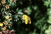 夢到花園，心靈的綠洲與生命的交響，夢中的花園，心靈的綠洲與生命的交響