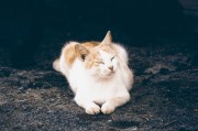 夢(mèng)中的神秘對(duì)話，貓咪的言語(yǔ)之謎