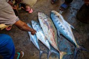 夢中尋魚，一次奇妙的捕魚經(jīng)歷，夢中尋魚，一次奇妙的捕魚之旅