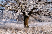 夢中的雪舞，一場飄灑的冬日之夢，夢中的雪舞，飄灑的冬日之夢