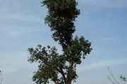 夢(mèng)中的無(wú)花果樹(shù)