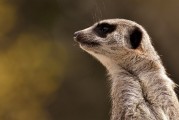 劍齒虎，一款無需付費的動物戰(zhàn)斗冒險游戲，劍齒虎，無限制免費動物戰(zhàn)斗冒險游戲