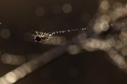 夢到頭皮屑，一次關(guān)于自我認(rèn)知的探索