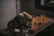 夢中奇遇，我生下了一只貓
