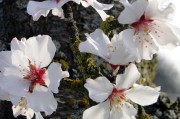 夢(mèng)到開(kāi)紅花的寓意與啟示，夢(mèng)到開(kāi)紅花的寓意與深層啟示