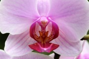 探索蘭花的世界，一款包含蘭花種類的免費(fèi)游戲下載，蘭花世界，探索和解鎖蘭花的高清游戲下載