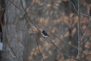 夢(mèng)到抓鳥，寓意與解讀，夢(mèng)到抓鳥，寓意與解讀