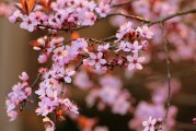夢中的開花樹，生命的啟示與美好，夢中的開花樹，生命的啟示與美好