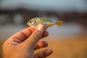 夢到釣到魚，寓意與解讀，夢到釣到魚的寓意與解讀