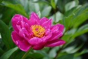 花啦花啦注冊難題解析，常見問題及解決方案，花啦花啦注冊攻略，常見問題解答與解決方案