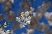 夢(mèng)到花開(kāi)，生命的綻放與希望的啟示，夢(mèng)到花開(kāi)，生命的綻放與希望的啟示