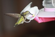 蜂鳥配送注冊(cè)攻略，輕松開啟您的蜂鳥配送之旅，蜂鳥配送注冊(cè)指南，輕松起步您的配送生涯