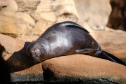 大魚吃小魚免費版游戲帶你暢游捕魚海洋，大魚吃小魚，免費捕魚海洋體驗