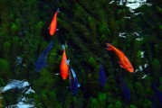 夢(mèng)中的水與魚(yú)，心靈的寓言，夢(mèng)中的水與魚(yú)，心靈的寓言