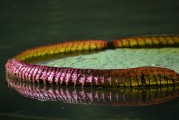 免費植物大戰(zhàn)僵尸游戲——讓你享受無盡的種植與保衛(wèi)的樂趣，全球最經(jīng)典的免費植物防御策略游戲，植物大戰(zhàn)僵尸