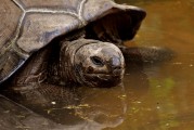 夢(mèng)中釣魚奇遇，釣到神秘烏龜?shù)钠婊弥?，?mèng)中釣魚奇遇，釣到神秘烏龜?shù)钠婊弥? title=