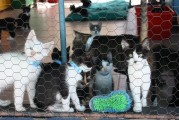 CKU犬舍注冊(cè)全攻略，輕松開啟您的犬舍之路，CKU犬舍注冊(cè)指南，輕松踏上千里犬舍征途