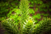 虛擬世界中的植物游戲免費體驗——探討其價值與影響，虛擬世界，植物游戲的娛樂價值及其對社會的影響