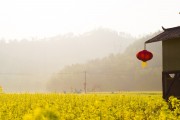 夢中的花?！业脑曰ㄖ?，夢中的花海，我的栽花之旅