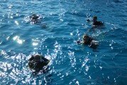 夢(mèng)到摸魚的奇幻之旅，奇幻之旅，夢(mèng)中的摸魚之旅