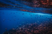 夢中尋魚——水中的奧秘，夢中尋魚，水中的奧秘之旅