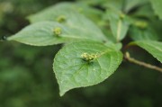 立秋節(jié)氣已過(guò)，國(guó)內(nèi)大豆需求能否提升？