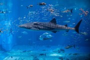夢(mèng)中魚海，寓意何在？，夢(mèng)中魚海，寓意之謎