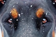 夢中雙犬之謎，夢中雙犬之謎