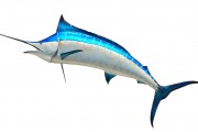 沙魚(yú)游戲免費(fèi)下載，讓你享受指尖的激情與冒險(xiǎn)，沙魚(yú)，輕松暢享指尖激戰(zhàn)的樂(lè)趣