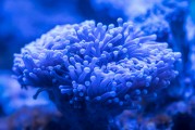 夢中邂逅，那純真無暇的孩童，夢中邂逅純真無暇的孩童時(shí)光