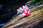 夢(mèng)中的神秘之旅——大白蛇的啟示，夢(mèng)中的神秘之旅，大白蛇的啟示