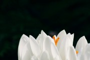 夢(mèng)到頭發(fā)白了，歲月痕跡下的心靈覺(jué)醒，夢(mèng)到頭發(fā)白皙，心靈在歲月痕跡下的覺(jué)醒