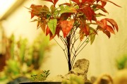 孕婦夢(mèng)到種菜的寓意與解讀，孕婦夢(mèng)到種菜的寓意與解析