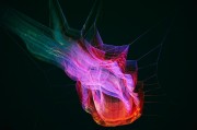 夢境中的小困擾——我的虱子夢，夢境中的小困擾，我的虱子夢