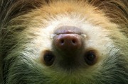 夢中的野生動物，神秘的自然之語，夢中的野生動物，神秘的自然之語