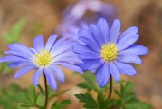 在橙光游戲中得到的花朵——從免費(fèi)下載到付費(fèi)才能獲得的樂(lè)趣，橙光游戲中的花，如何從免費(fèi)下載變?yōu)楦顿M(fèi)獲取的樂(lè)趣